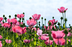 Hoa Anh Túc, poppy, hoa, màu hồng, hoa nở, thực vật, pink, flower, pink flower - NickyPe