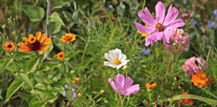 Hoa cúc, daisy, chrysanthemum, hoa, màu tím, hoa nở, thực vật, purple, flower, purple flower - NoName_13