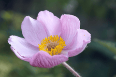 Hoa cúc nhật bản anemone, japanese anemone, hoa, màu tím, hoa nở, thực vật, purple, flower, purple flower - Nowaja