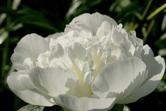 Peony, hoa mẫu đơn, hoa, màu trắng, hoa nở, thực vật, white, flower, white flower - Nowaja