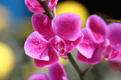 Hoa Lan, Orchids, hoa, màu tím, hoa nở, thực vật,  purple, flower,  purple flower- CUONG_ART