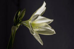 Hoa ly,  Lily, hoa, màu trắng, hoa nở, thực vật, white, flower, white flower - Par26drome