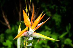 Hoa vẹt, Parrot flower, hoa, màu vàng, hoa nở, thực vật, yellow,flower, yellow, flower- Tho-Ge