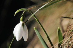 Hoa tuyết rơi, Snowdrop, hoa, màu trắng, hoa nở, thực vật, white, flower, white flower -pasja1000