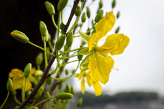 Hoa mai, apricot blossom, hoa, màu vàng, hoa nở, thực vật, yellow,flower, yellow, flower-TieuBaoTruong 9