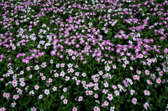 Cây dừa cạn, Periwinkle, hoa, màu hồng, hoa nở, thực vật, pink, flower, pink flower-TieuBaoTruong