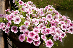 Petunias,Dã yên thảo, hoa, màu hồng, hoa nở, thực vật, pink, flower, pink flower-TieuBaoTruong