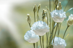 Hoa cát tường, auspicious flowers, hoa, màu trắng, hoa nở, thực vật, white, flower, white flower - Pezibear