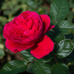 Hoa hồng, rose, màu hồng, hoa nở, thực vật, pink, flower, pink flower-TieuBaoTruong