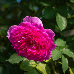 Hoa hồng, rose, màu hồng, hoa nở, thực vật, pink, flower, pink flower-TieuBaoTruong 1