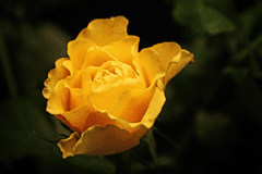 Hoa hồng, rose, hoa, màu vàng, hoa nở, thực vật, yellow,flower, yellow, flower- Tho-Ge