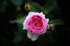 Hoa hồng, rose, màu hồng, hoa nở, thực vật, pink, flower, pink flower, blooming, plant- Tho-Ge 2