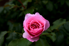 Hoa hồng, rose, màu hồng, hoa nở, thực vật, pink, flower, pink flower, blooming, plant- Tho-Ge 4
