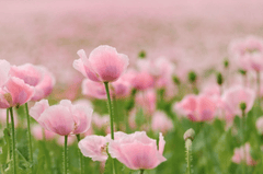 Hoa Anh Túc, poppy, hoa, màu hồng, hoa nở, thực vật, pink, flower, pink flower - shogun