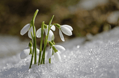 Hoa tuyết rơi, Snowdrop, hoa, màu trắng, hoa nở, thực vật, white, flower, white flower -sunflair