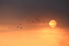 Bầu trời, bình minh, mây, sky, sunrise, cloud- Tho-Ge 1