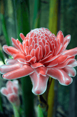 Ngọn đuốc gừng, hoa, torch ginger, màu hồng, hoa nở, thực vật, pink, flower, pink flower, blooming, plant-phamthe113