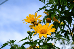 Hoa cúc, daisy, chrysanthemum,hoa, màu vàng, hoa nở, thực vật, yellow,flower, yellow, flowe- bboyecko