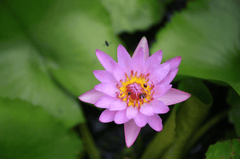 Bông súng, hoa, màu tím, hoa nở, thực vật, water lily, flower, purple flower, blooming, plant - Pexels 13