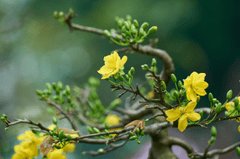 Hoa mai, apricot blossom, hoa, màu vàng, hoa nở, thực vật, yellow,flower, yellow, flower-TieuBaoTruong 6