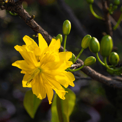 Hoa mai, apricot blossom, hoa, màu vàng, hoa nở, thực vật, yellow,flower, yellow, flower-TieuBaoTruong 7