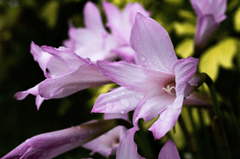 Hoa, màu tím, hoa nở, thực vật, purple, flower, purple flower - Zurui