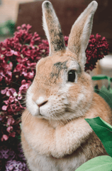 Rabbit, thỏ, grass, pet, thú-cưng, lông-mềm, bunny - Anastasia Belousova 1