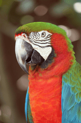 Vẹt sặc sỡ, colorful parrot, rainbow feathers, lông cầu vồng, red beak, mỏ đỏ, exotic bird, chim nhiệt đới, wildlife nature, thiên nhiên hoang dã - Bill Bettilyon