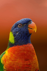 Vẹt sặc sỡ, colorful parrot, rainbow feathers, lông cầu vồng, red beak, mỏ đỏ, exotic bird, chim nhiệt đới, wildlife nature, thiên nhiên hoang dã - Hans Martha