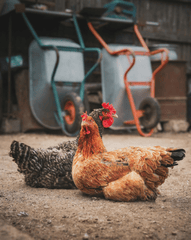 Gà mái, chicks, gà trống, rooster, con gà, poultry, gia cầm - Todd Trapani