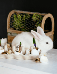 Rabbit, thỏ, grass, pet, thú-cưng, lông-mềm, bunny - Ivan Samkov