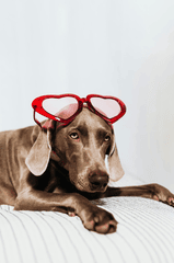 Dog, con chó, đọc sách, readbook, pet, thú cưng -Samson Katt 1