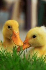 Vịt con, farm, duck, con vịt , poultry, gia cầm - Vanja Lazic 1