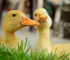 Vịt con, farm, duck, con vịt , poultry, gia cầm - Vanja Lazic