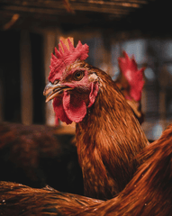 Gà trống, rooster, con gà, chicken, poultry, gia cầm - Ridzuan Ibrahim