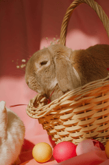 Rabbit, thỏ, grass, pet, thú-cưng, lông-mềm, bunny - ROMAN ODINTSOV