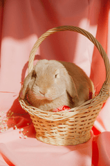 Rabbit, thỏ, grass, pet, thú-cưng, lông-mềm, bunny - ROMAN ODINTSOV 3