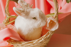 Rabbit, thỏ, grass, pet, thú-cưng, lông-mềm, bunny - ROMAN ODINTSOV 1