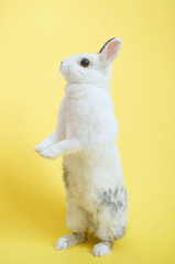 Rabbit, thỏ, grass, pet, thú-cưng, lông-mềm, bunny - Anna Shvets 5