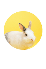 Rabbit, thỏ, grass, pet, thú-cưng, lông-mềm, bunny - Anna Shvets 4