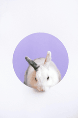 Rabbit, thỏ, grass, pet, thú-cưng, lông-mềm, bunny - Anna Shvets