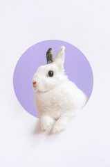 Rabbit, thỏ, grass, pet, thú-cưng, lông-mềm, bunny - Anna Shvets