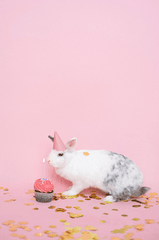 Rabbit, thỏ, grass, pet, thú-cưng, lông-mềm, bunny -  Anna Shvets