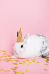 Rabbit, thỏ, grass, pet, thú-cưng, lông-mềm, bunny-  Anna Shvets
