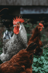 Gà trống, rooster, con gà, chicken, poultry, gia cầm - Steven Van Elk