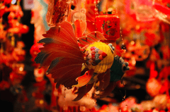 Trung thu, mid autumn, lồng đèn, lantern, ánh sáng, festival lights, lễ hội truyền thống, traditional festival - Tuan Vy