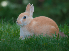 Rabbit, thỏ, grass, pet, thú-cưng, lông-mềm, bunny -  William Warby