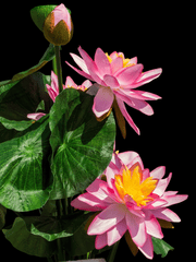 Hoa sen, lotus, hoa, màu hồng, hoa nở, thực vật, pink, flower, pink flower- Josch13