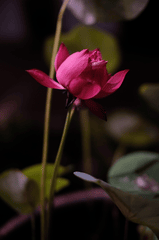 Hoa sen, lotus, hoa, màu hồng, hoa nở, thực vật, pink, flower, pink flower- Tien-seven