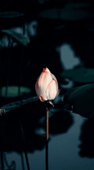 Hoa sen, lotus, hoa, màu hồng, hoa nở, thực vật, pink, flower, pink flower- WilPrism